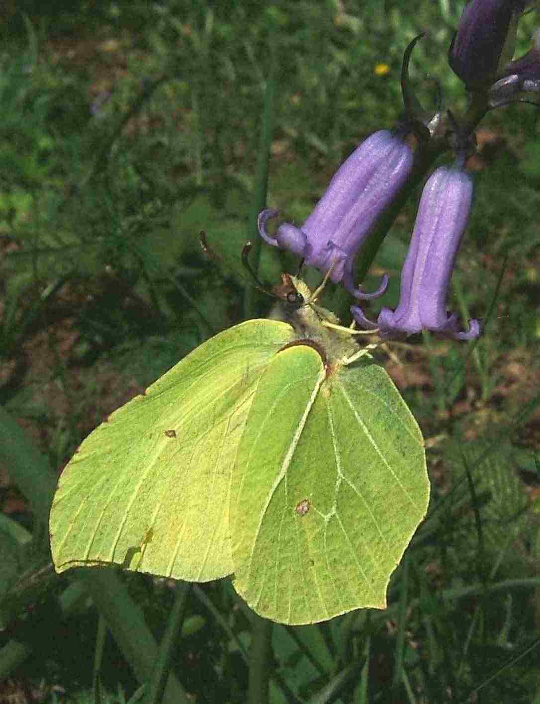 Gonepteryx rhamni Gonepteryx rhamni